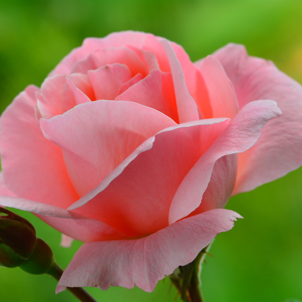 Нежная розовая роза 