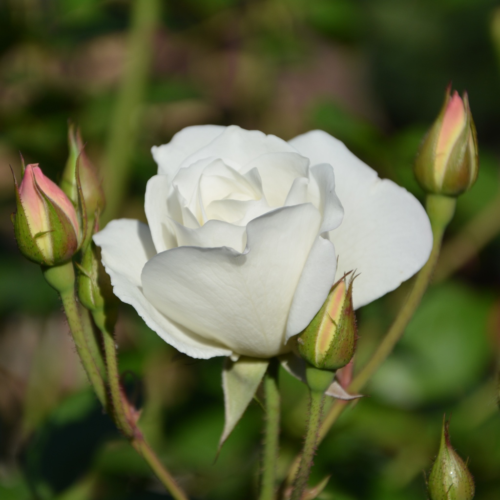 Нежная белая садовая роза 