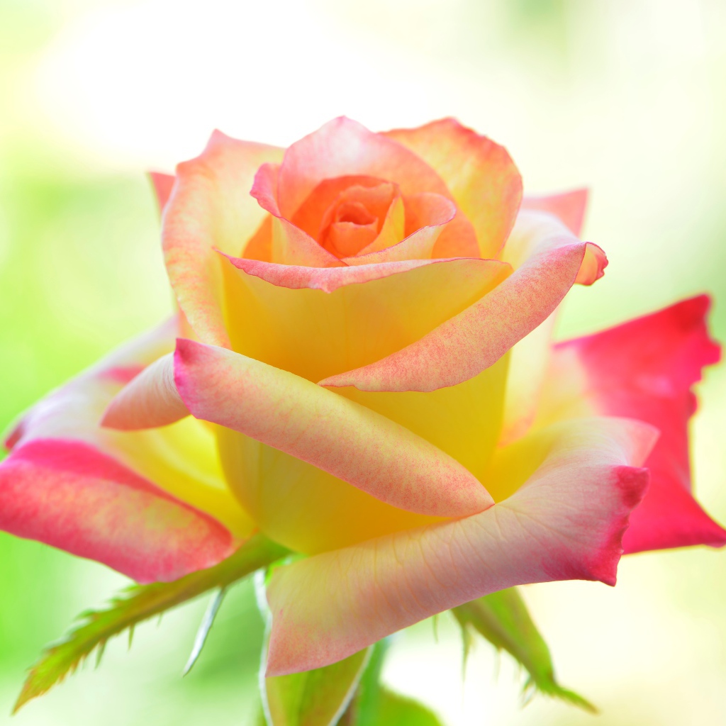Нежная желтая роза с розовыми лепестками 