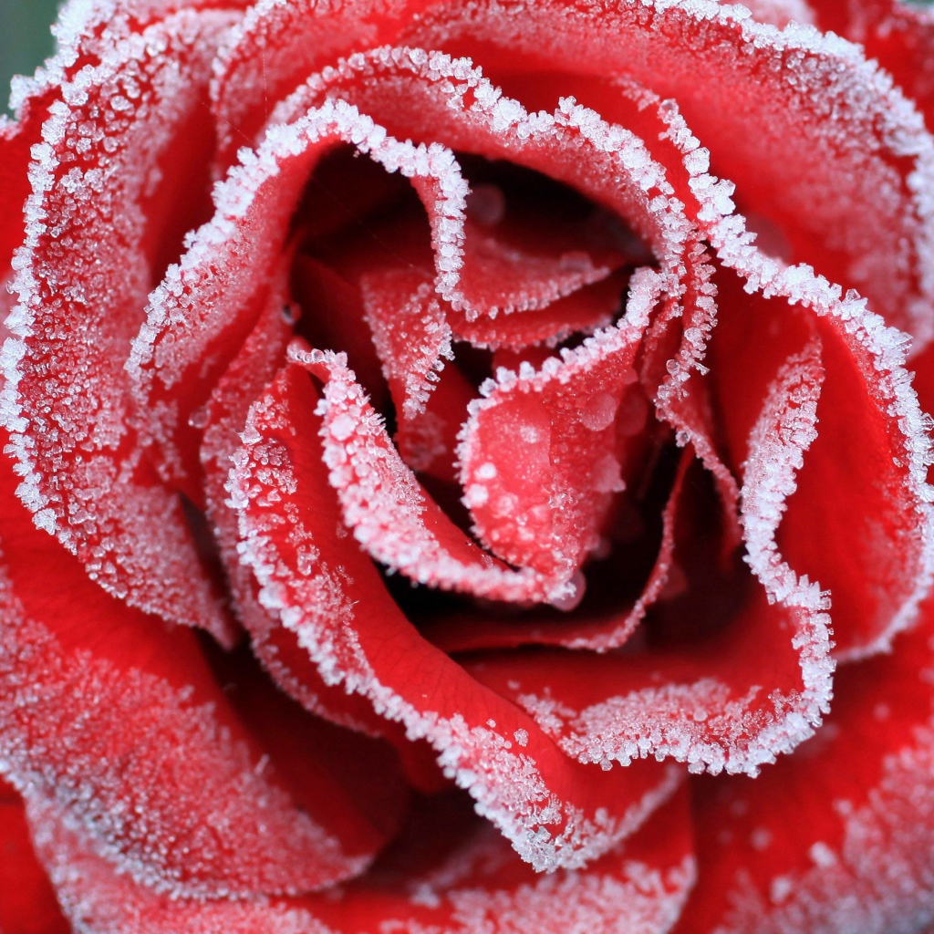 Большая красная роза покрыта инеем