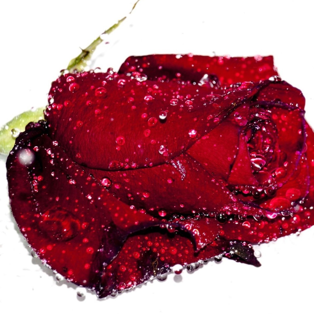 Бутон красной розы в каплях воды на белом фоне