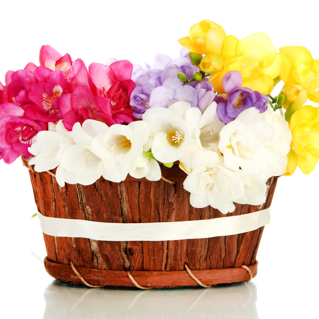 Корзина разноцветных цветов Фрезия на белом фоне
