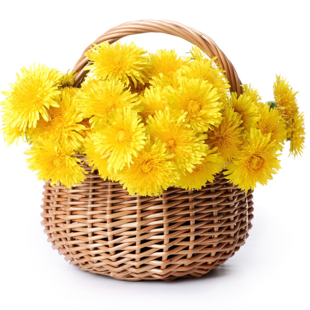Корзина желтых одуванчиков на белом фоне