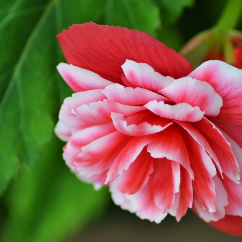 Красивый цветок бегония крупным планом