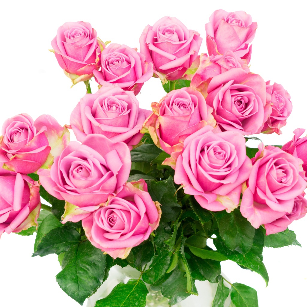 Красивый большой букет розовых роз на белом фоне