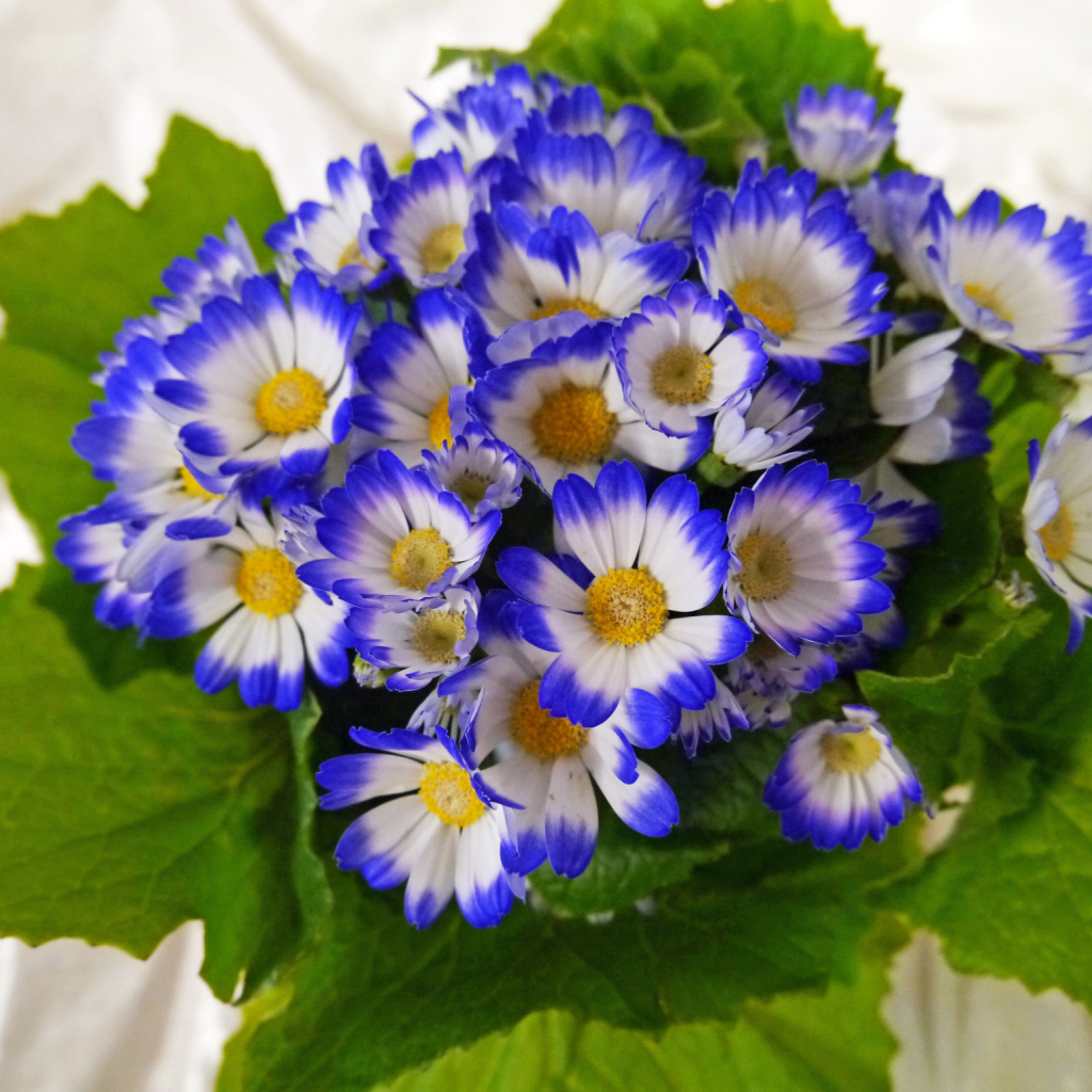 Красивые голубые с белым цветы цинерария 