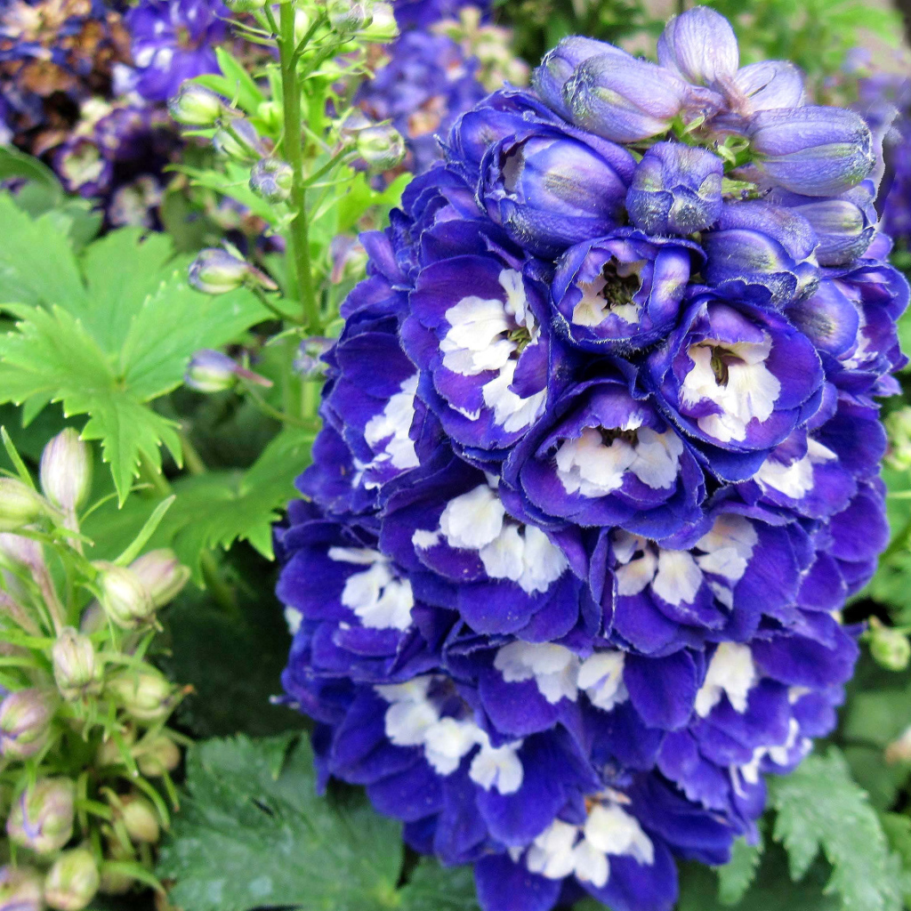 Красивый синий цветок дельфиниум крупным планом