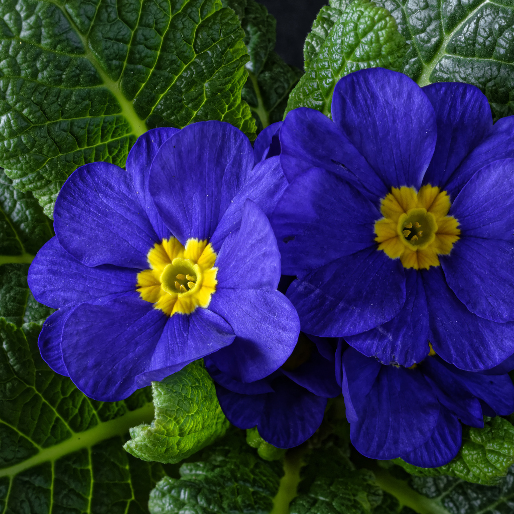 Красивые синие комнатные цветы примула