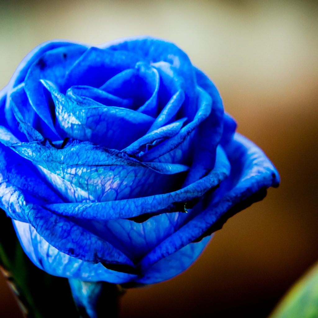 Красивая синяя роза крупным планом