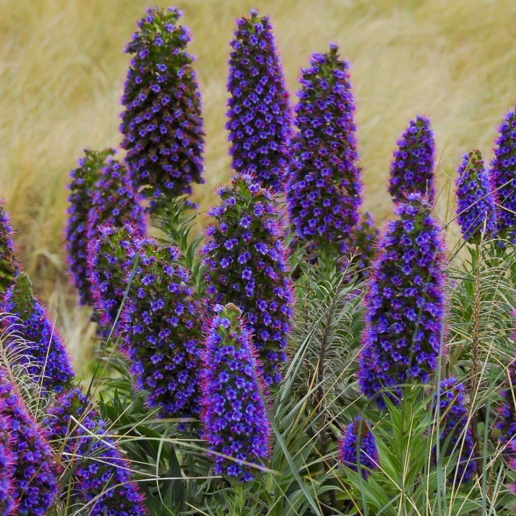 Красивые синие полевые цветы 