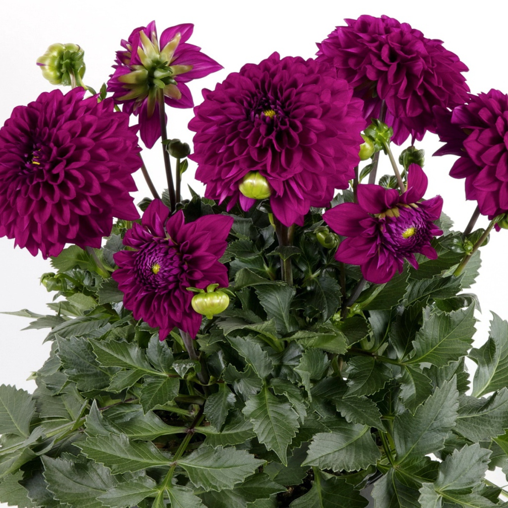 Красивый букет бордовых георгин на белом фоне