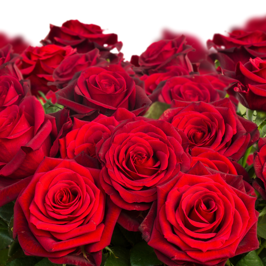 Красивый букет бордовых роз крупным планом