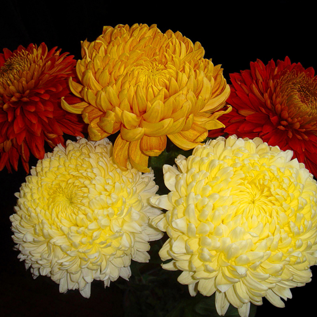 Красивый букет пышных хризантем 