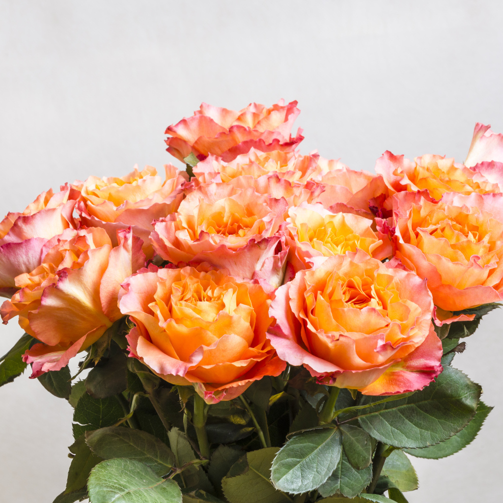 Красивый букет оранжевых роз на сером фоне