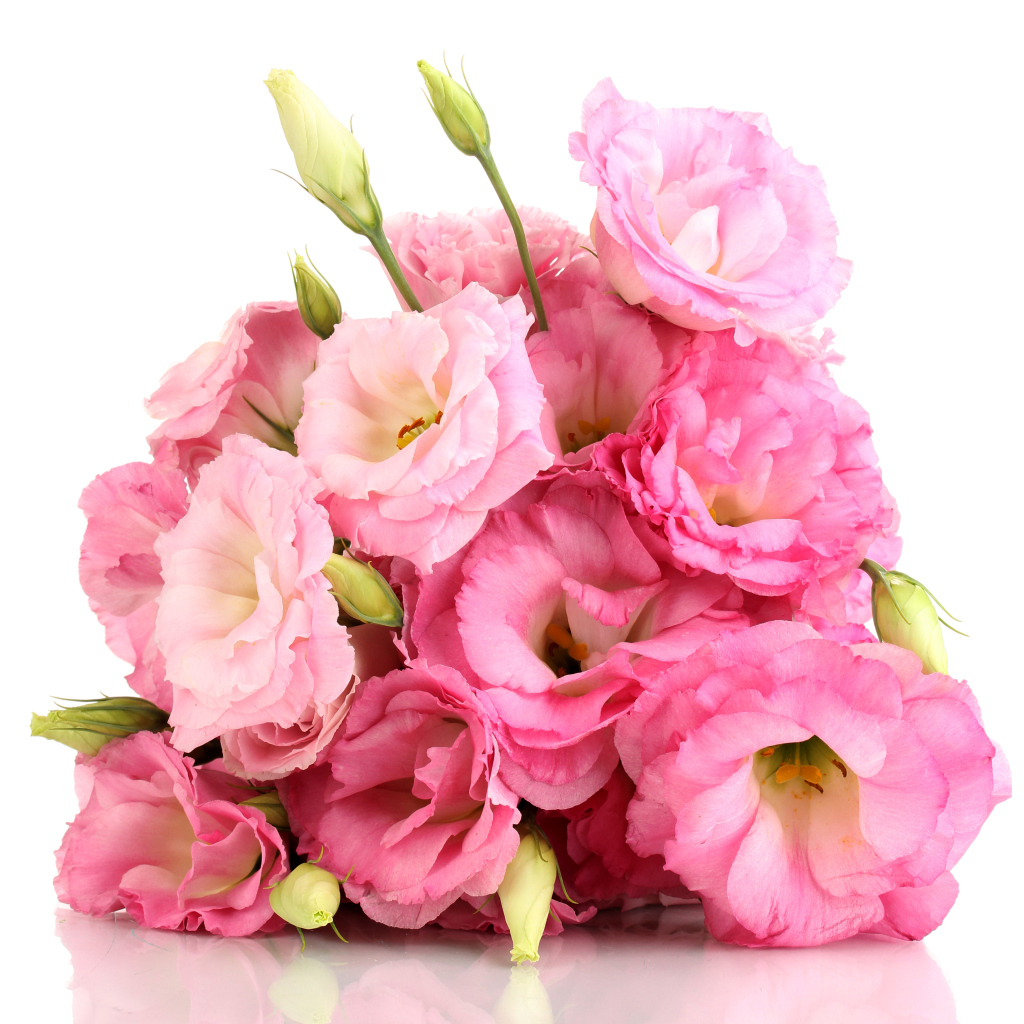 Красивый букет розовых цветов эустомы на белом фоне