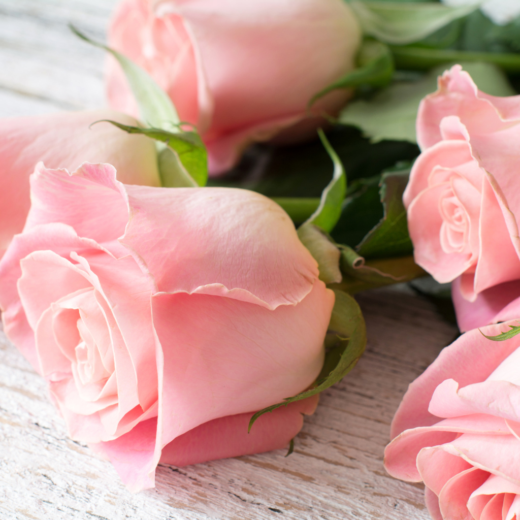 Красивый букет розовых роз крупным планом