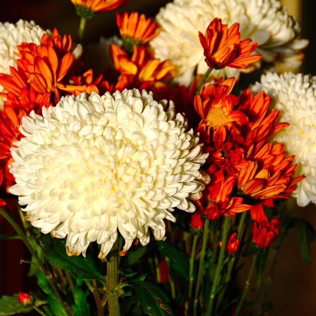 Красивый букет белых и оранжевый хризантем