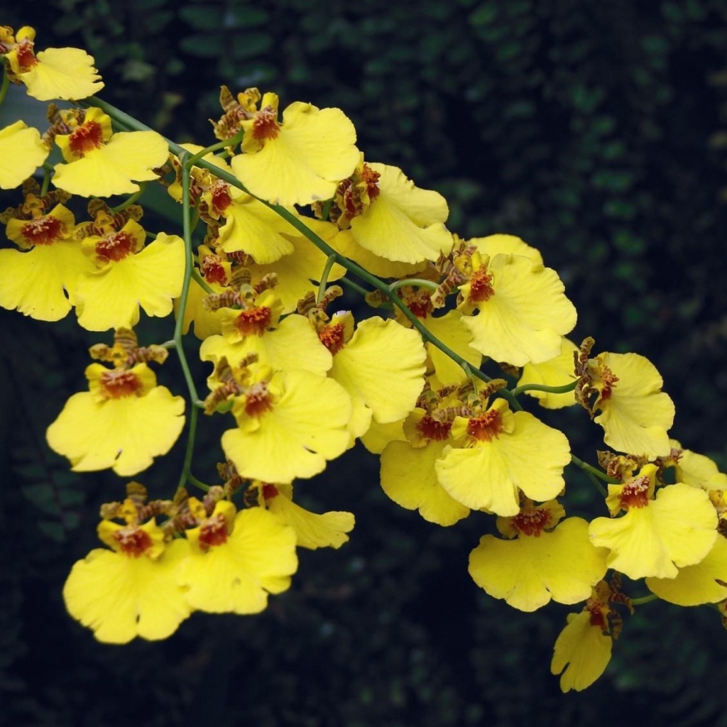 Красивая ветка желтой орхидеи