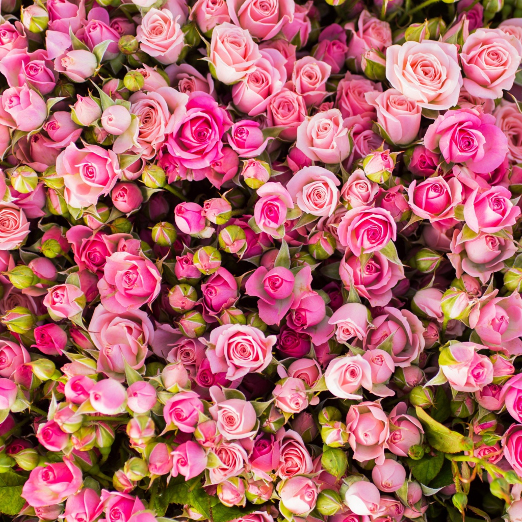 Красивые бутоны розовых роз 