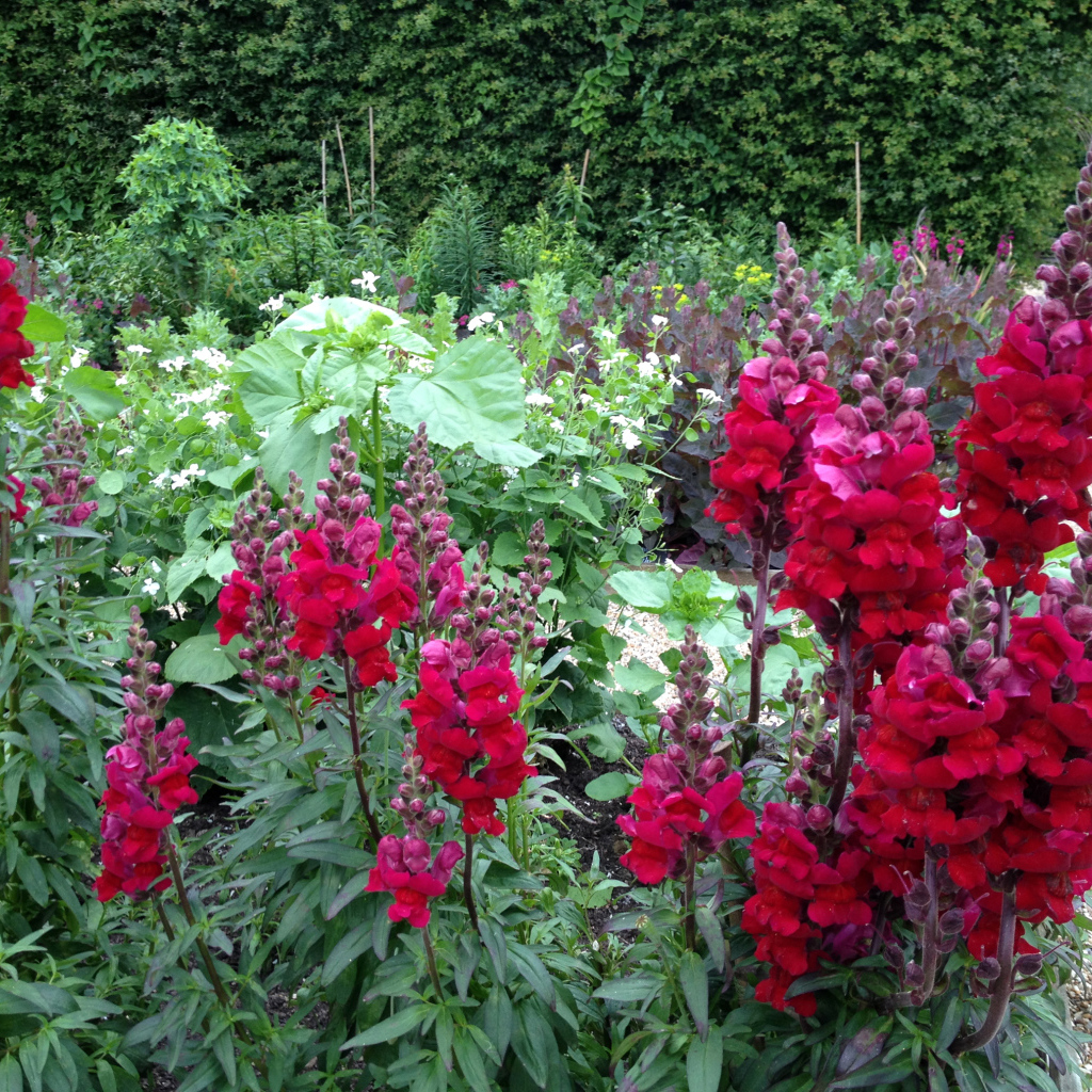 Красивые бордовые цветы львиный зев на клумбе