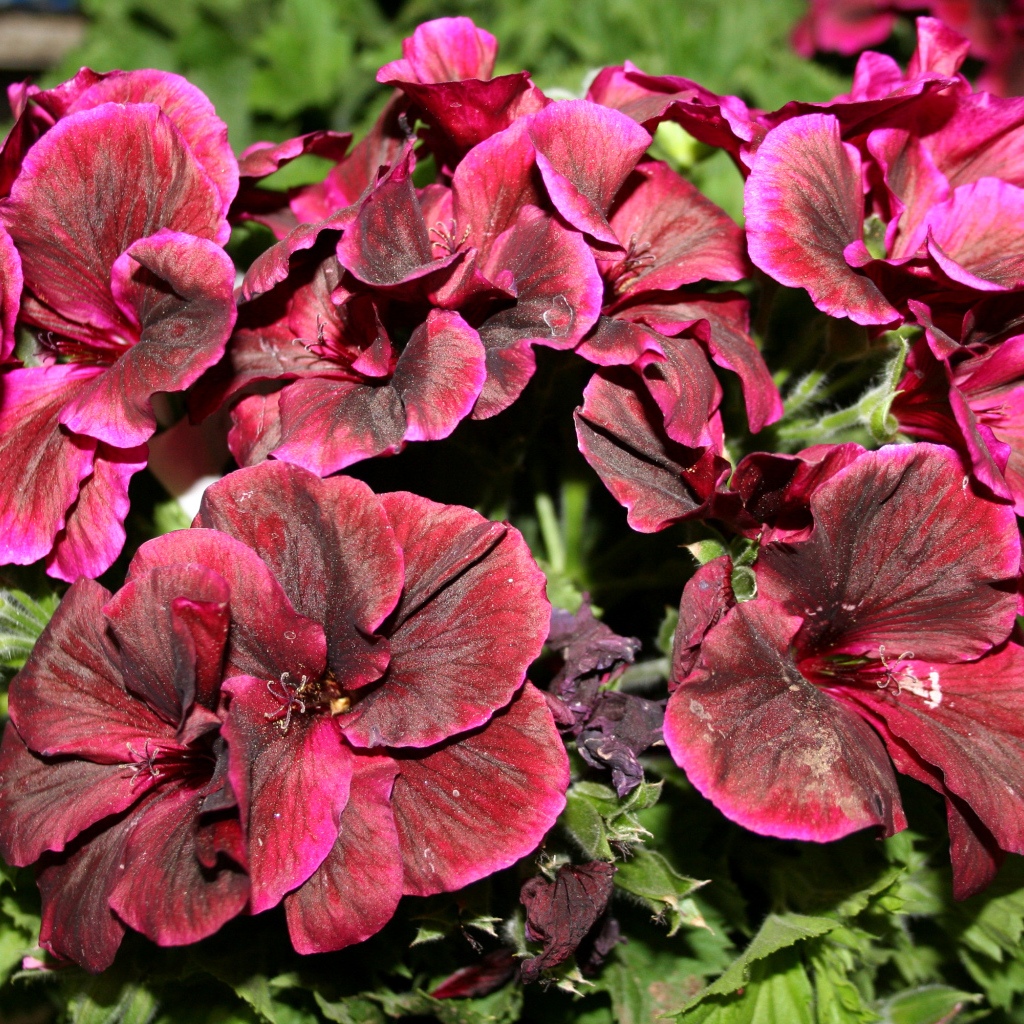 Красивые бордовые цветы герань крупным планом 