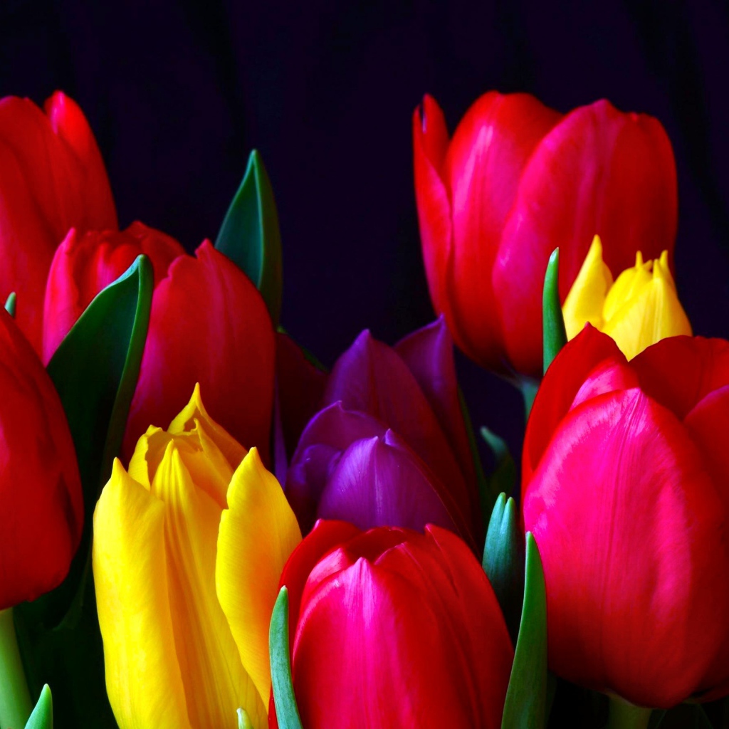 Красивые разноцветные тюльпаны 