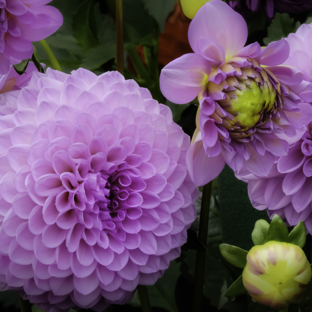 Красивые пышные сиреневые хризантемы 