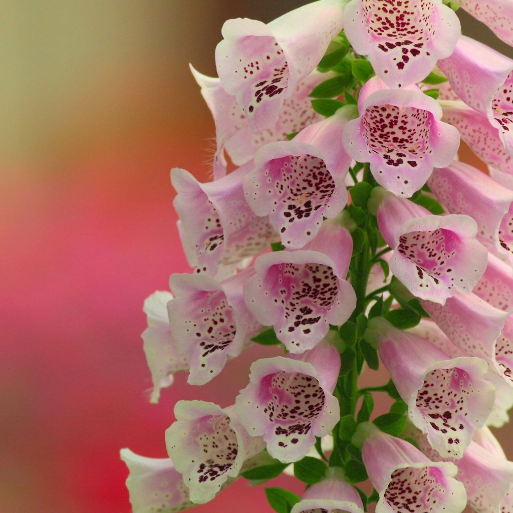 Красивые нежные розовые цветы наперстянка