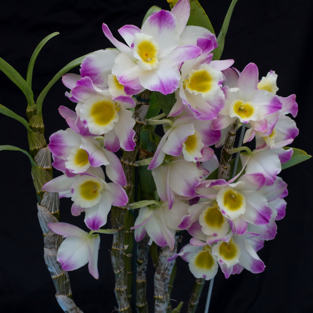 Красивые нежные бело - сиреневые орхидеи крупным планом