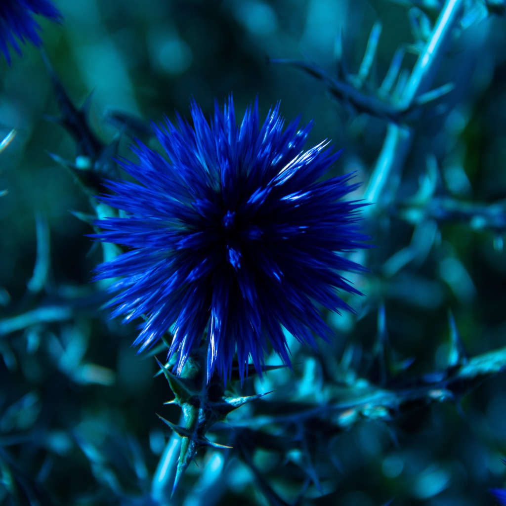 Красивые полевые синие цветы Мордовник шароголовый