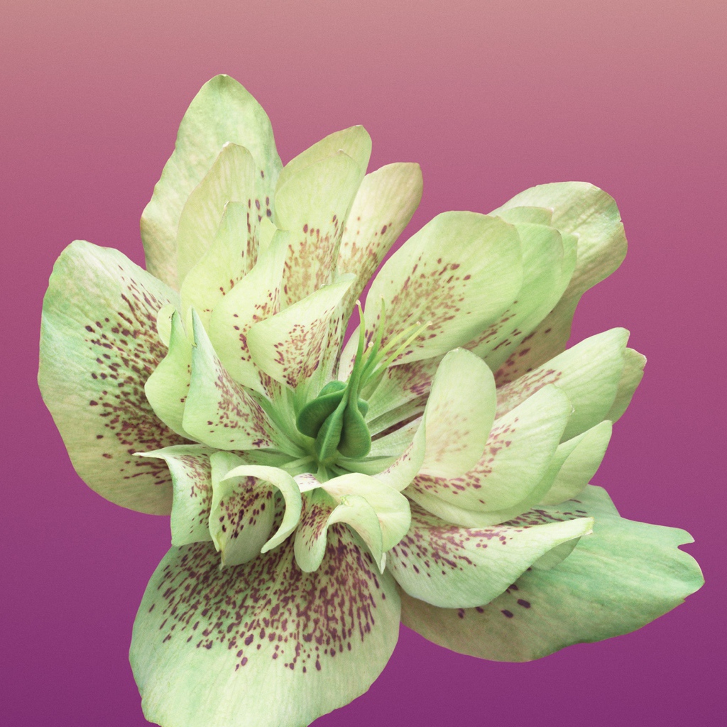 Красивый цветок крупным планом на розовом фоне