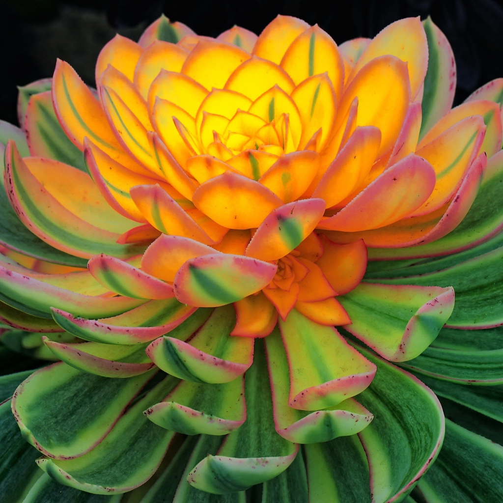 Красивый цветок каменная роза, молодило 