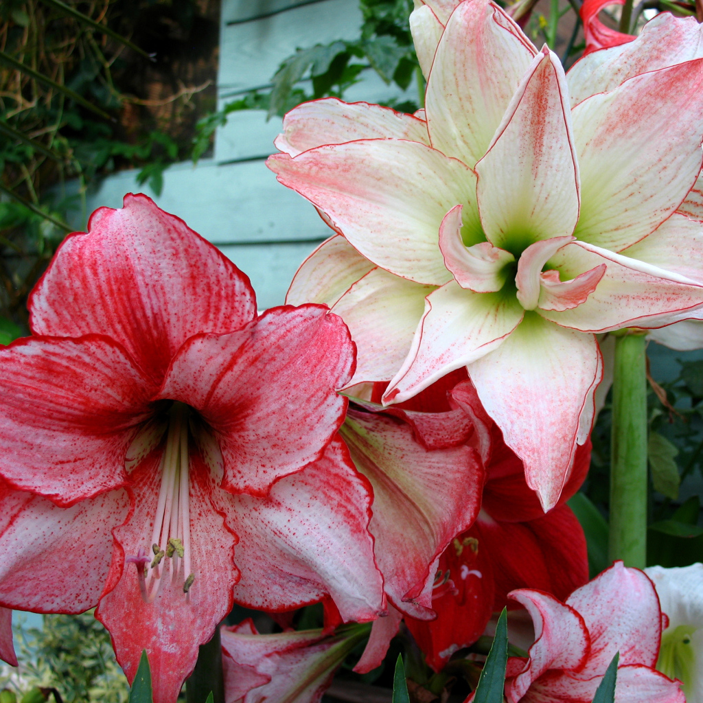 Красивые нежные цветы Амариллис крупным планом 