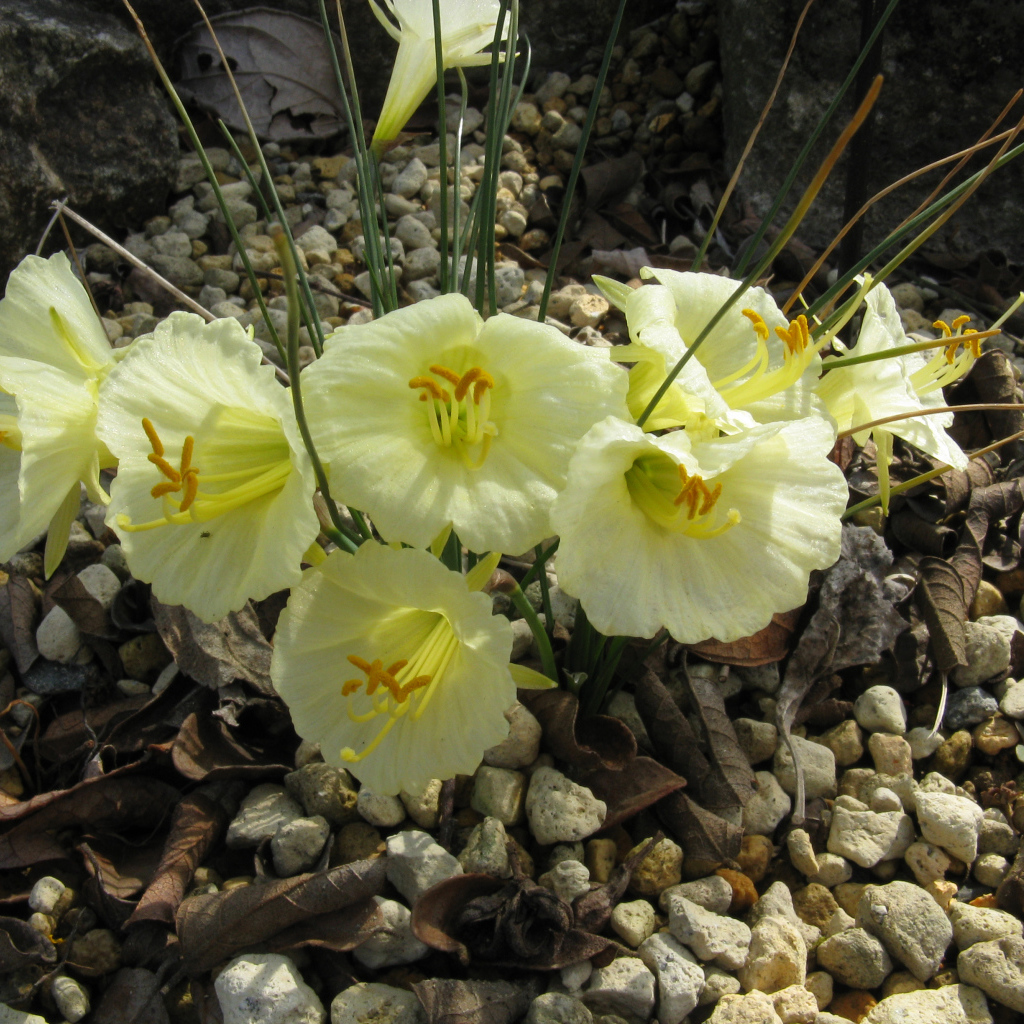 Красивые цветы нарциссы на камнях  