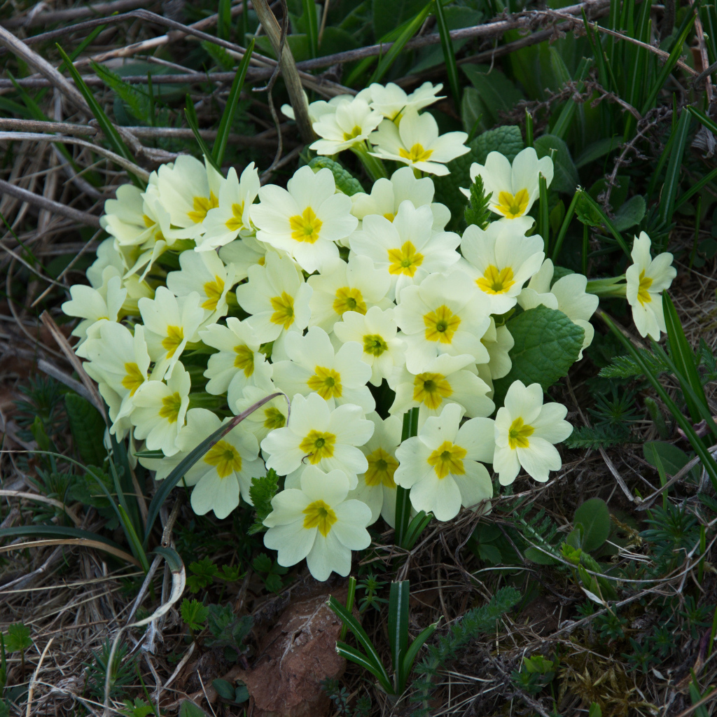 Красивые цветы примула на клумбе крупным планом