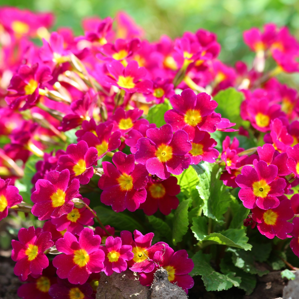 Красивые цветы примула на клумбе