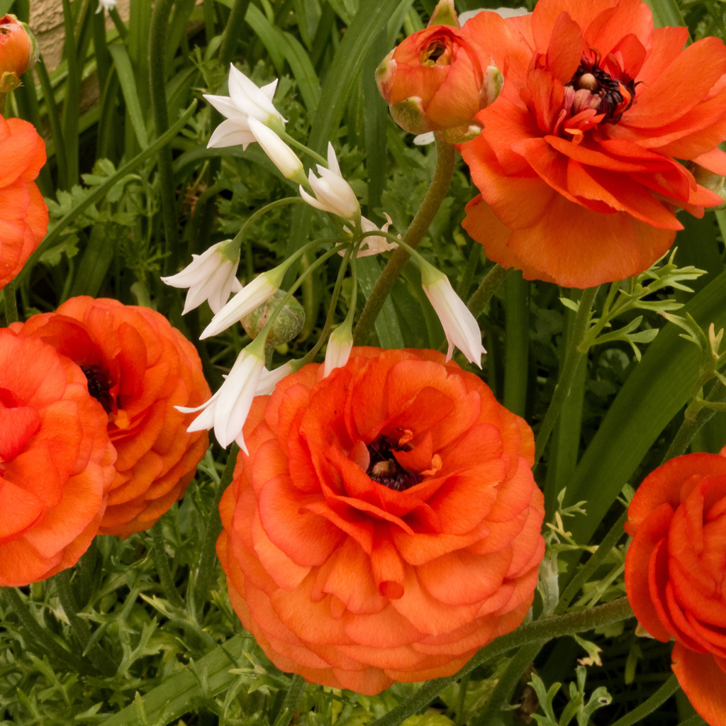 Красивые полные садовые оранжевые цветы лютики