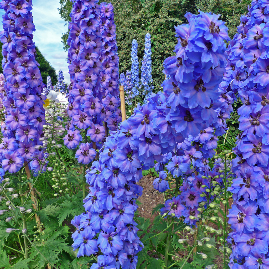 Красивые садовые цветы дельфиниум  