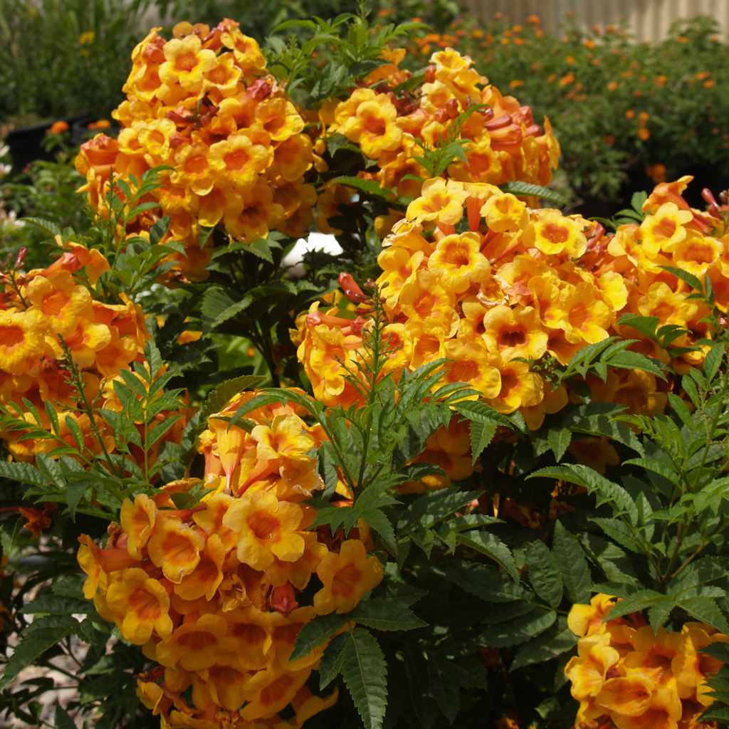 Красивые садовые цветы кампсис оранжевого цвета