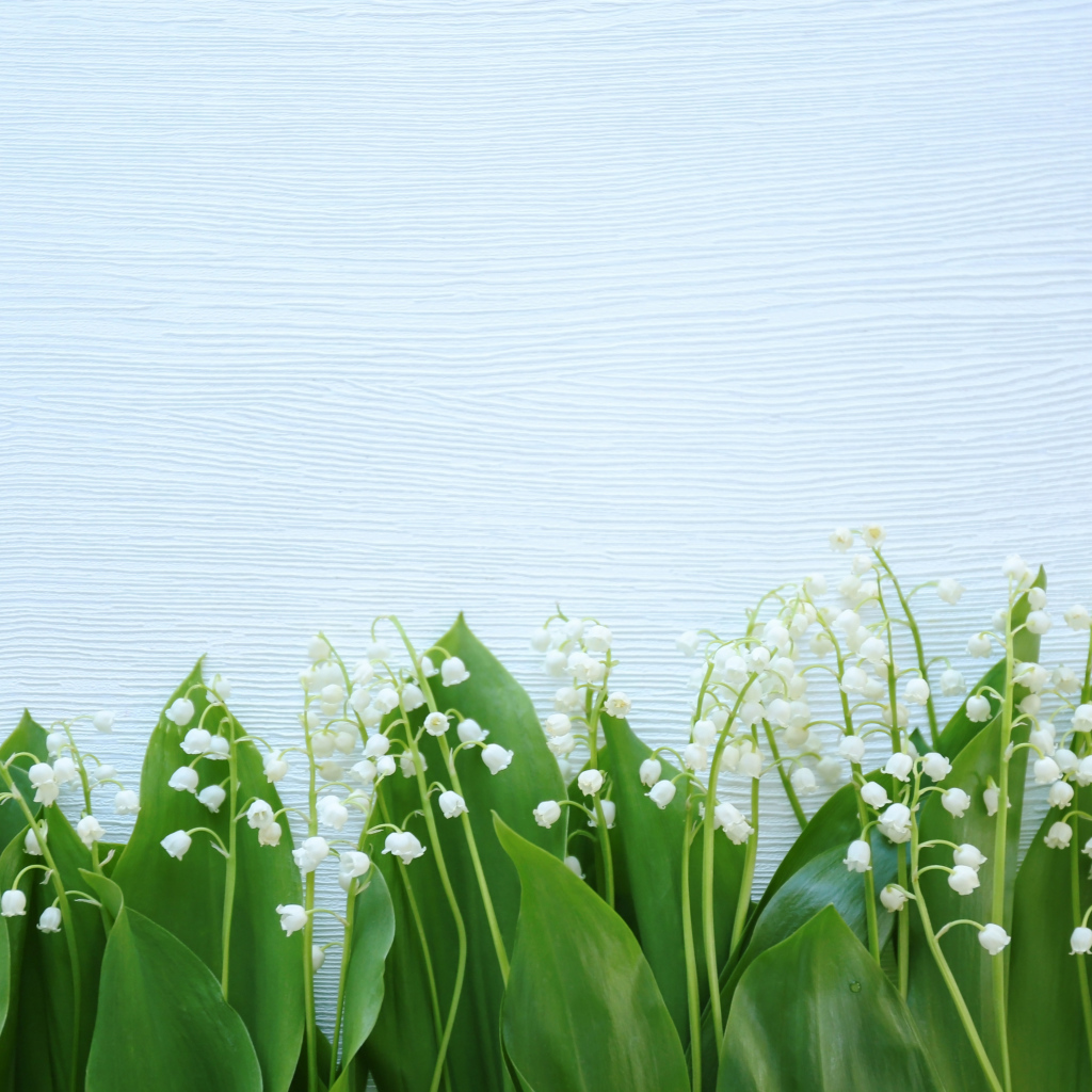 Красивые нежные ландыши с зелеными листьями