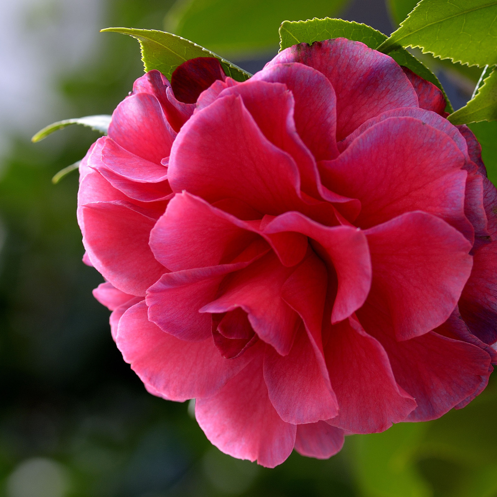 Красивый нежный розовый цветок камелия 