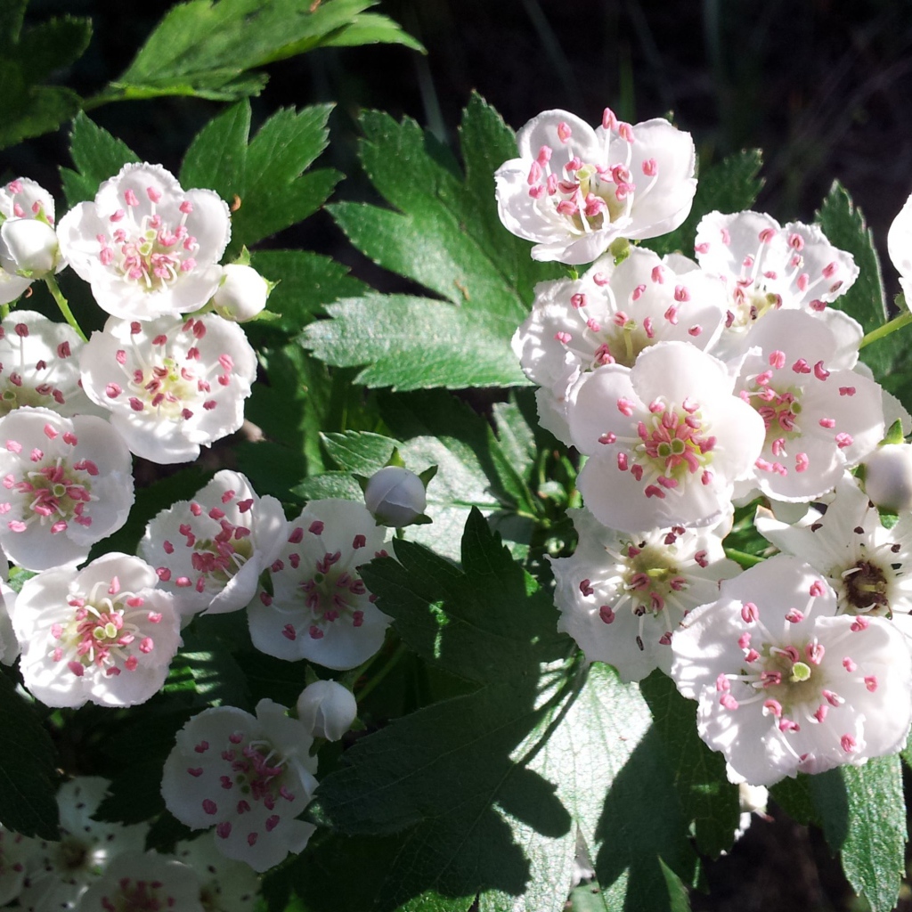 Красивые нежные белые цветы боярышника