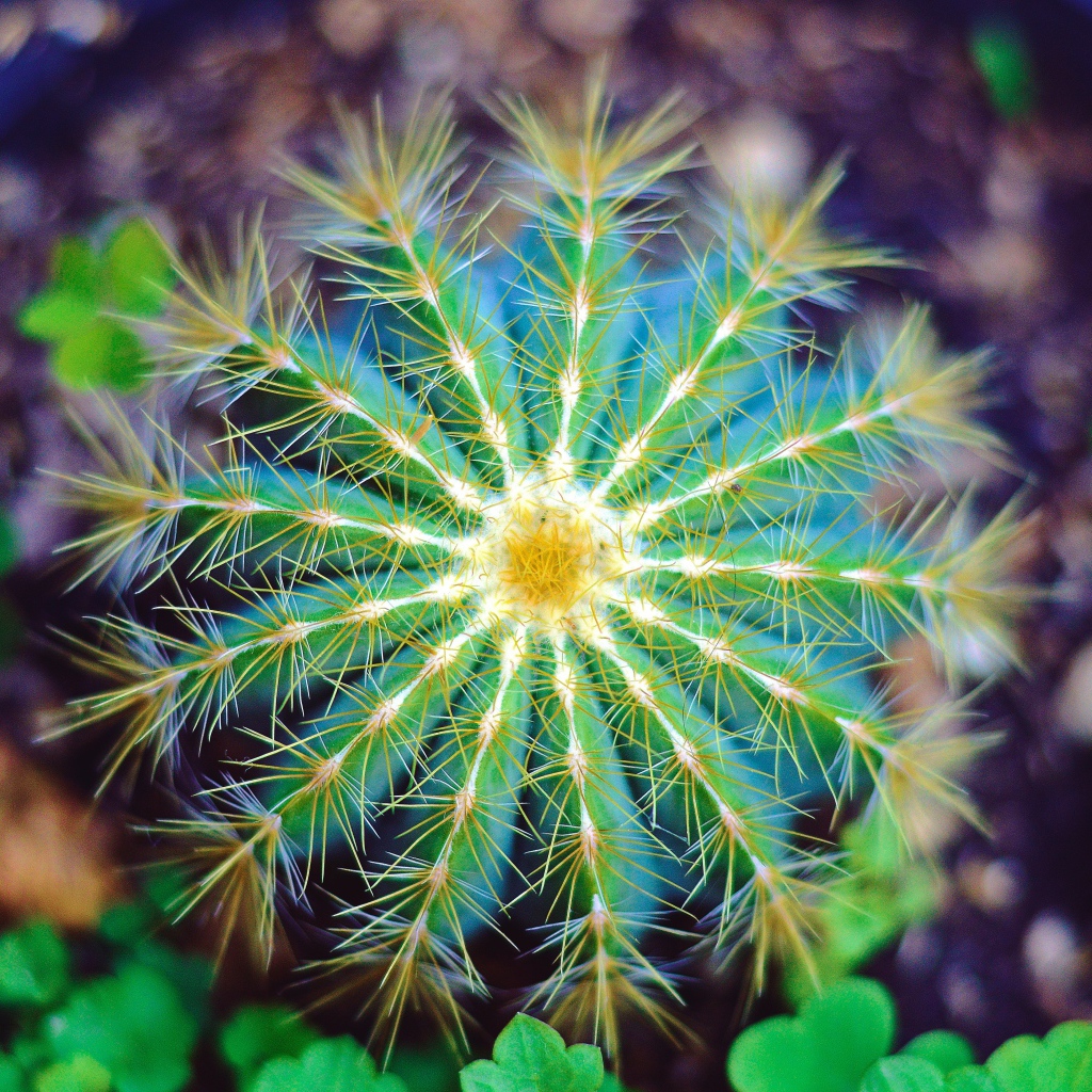 Красивый зеленый кактус крупным планом 