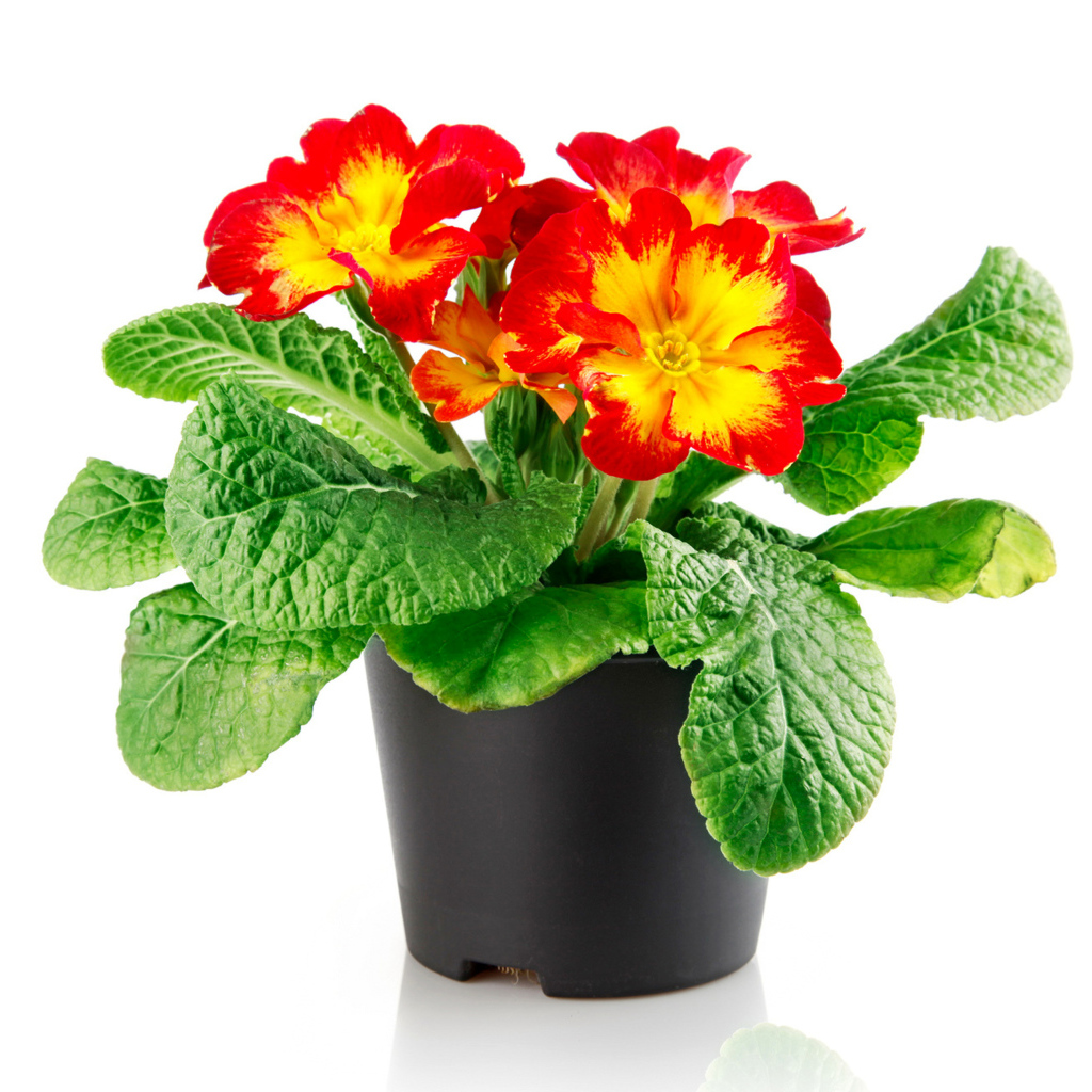 Красивый комнатный цветок примула на белом фоне