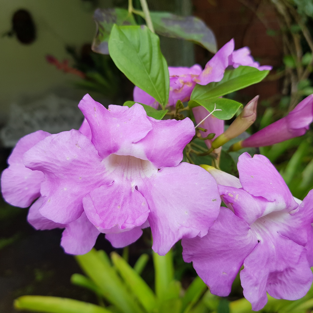 Красивый комнатный цветок с сиреневыми цветами