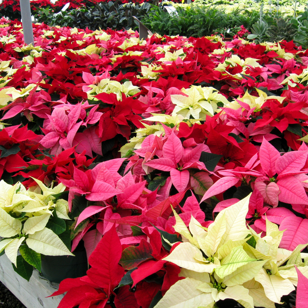 Красивые комнатные цветы молочай, пуансеттия