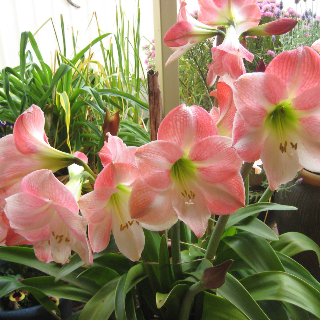 Красивые комнатные розовые Амариллис