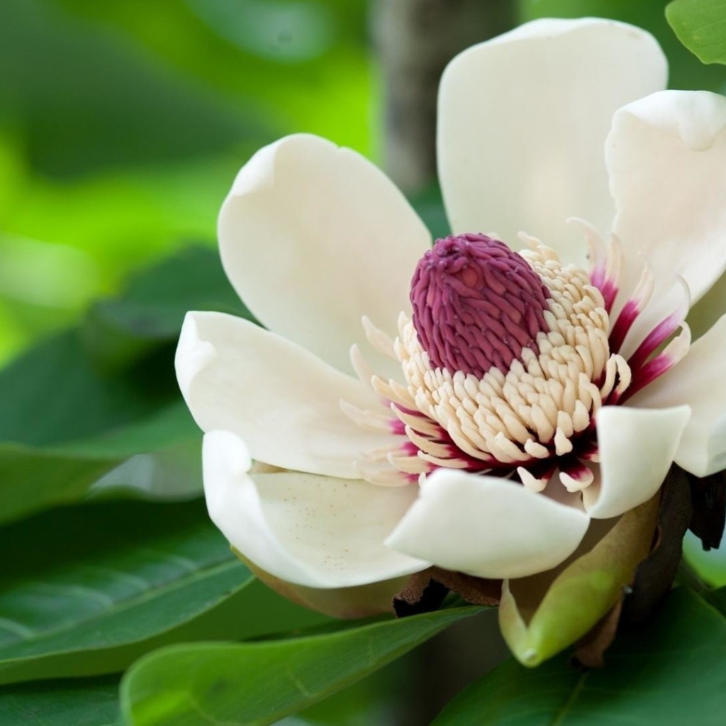 Красивый крупный цветок магнолия 