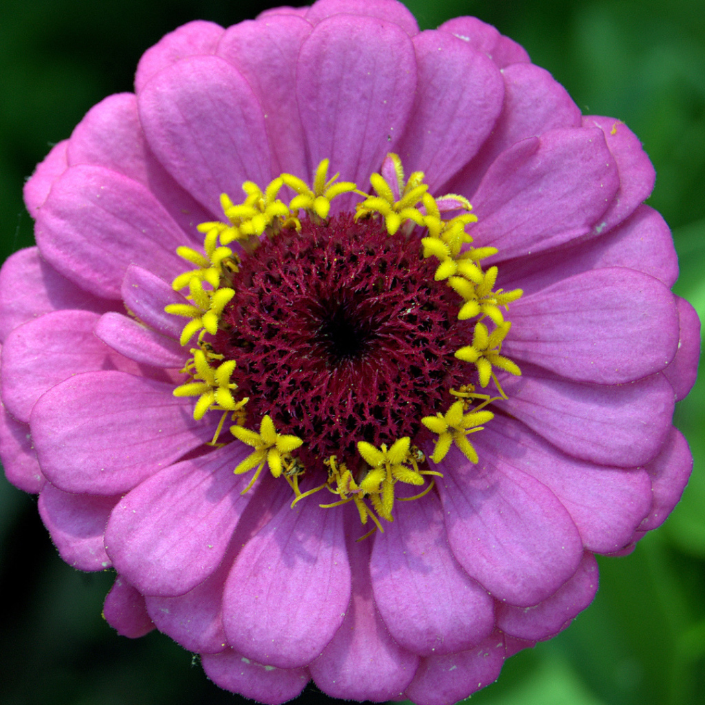 Красивый сиреневый цветок цинния крупным планом 