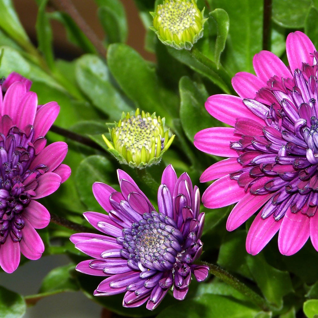 Красивые сиреневые цветы хризантемы